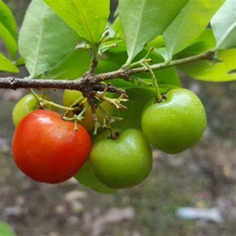 西印度櫻桃風水|西印度櫻桃 (恆春熱帶植物園)